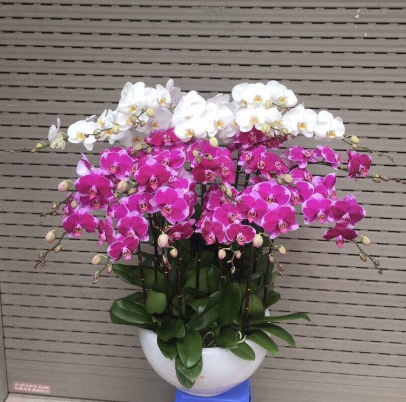 hoa lan hồ điệp Quận bình Thạnh