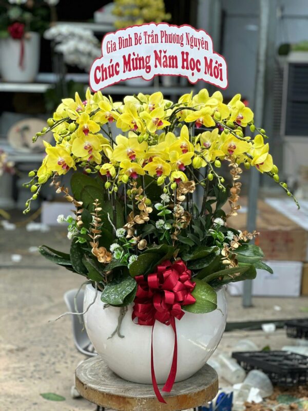 chậu lan hồ điệp tại Quận Phú Nhuận
