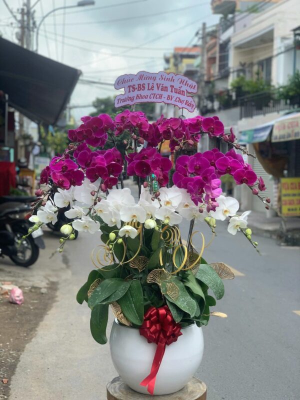 lan hồ điệp Quận Tây Hồ